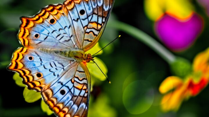 ¿Cuál es el significado de la mariposa y sus colores únicos?