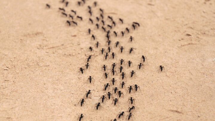 ¿Qué significado espiritual tienen las hormigas en su casa?