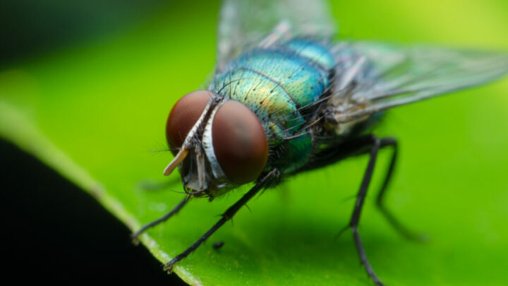 ¿Cuál es el significado espiritual de una mosca en casa?