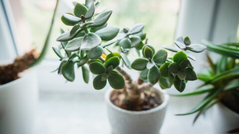 Árbol de jade: el significado oculto del árbol de la amistad