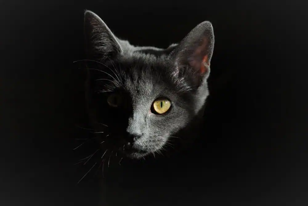 5 Señales de que, en el fondo, tu gato no te tiene mucho aprecio.